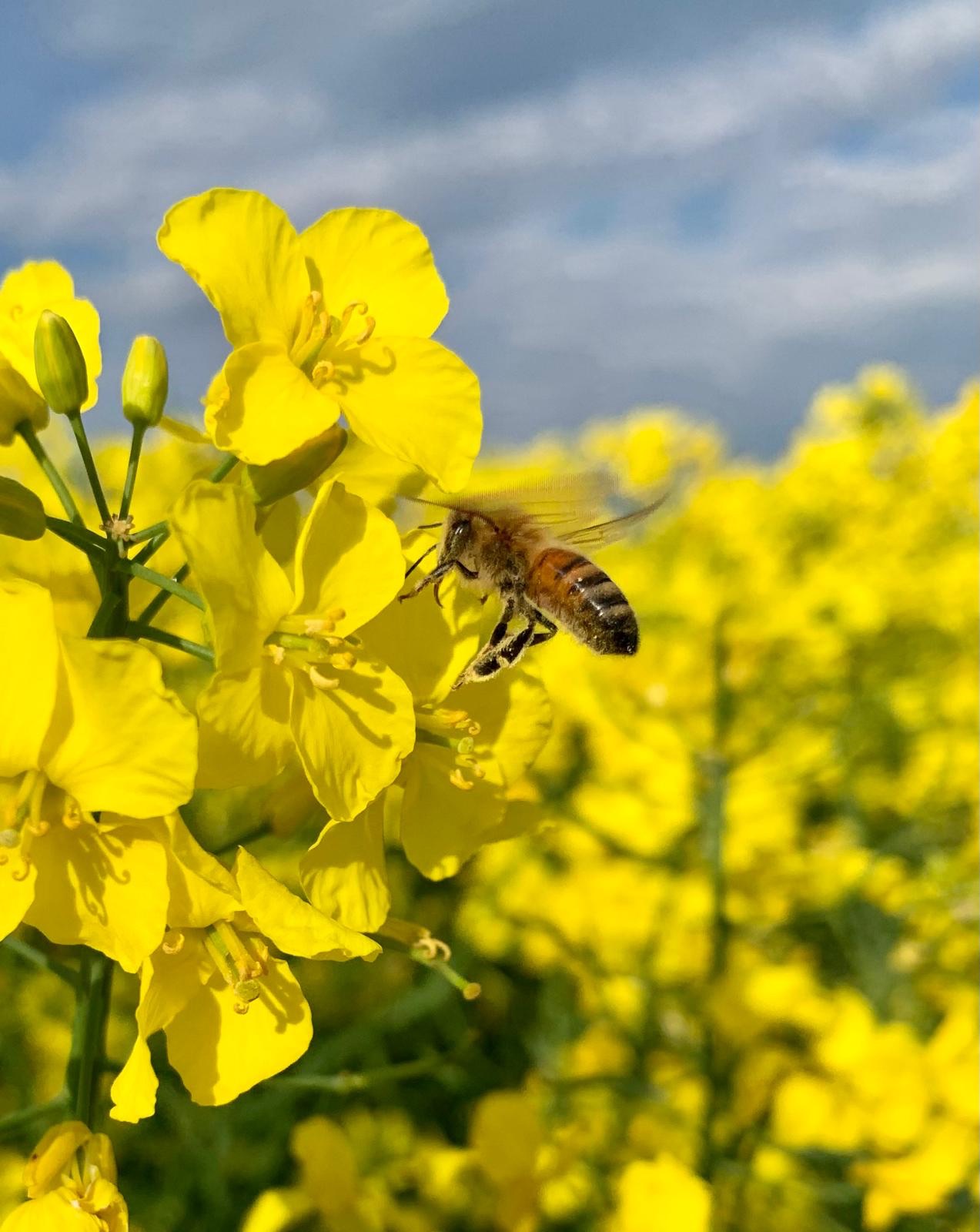 Kaltgepresstes Rapsöl